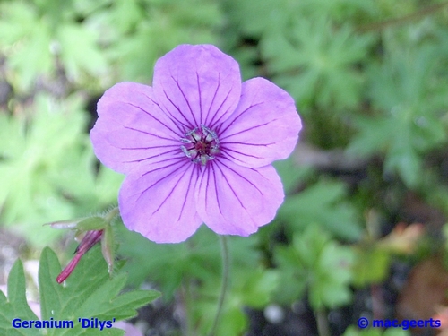 Geranium 'Dilys'